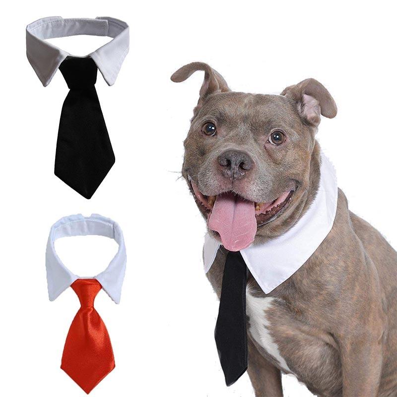 Cravate pour chien