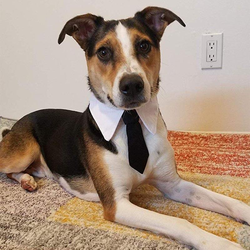 Cravate pour chien
