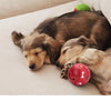 Balle anti glouton chien