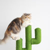 Charger l&#39;image dans la visionneuse de la galerie, Arbre à chat cactus